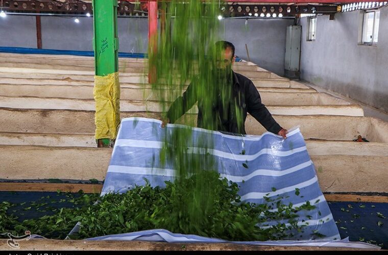 «صنعت چای» رکن اساسی فرهنگ و اقتصاد گیلان؛ ۱۲۰ هزار تن چای سالانه در کشور تولید می‌شود