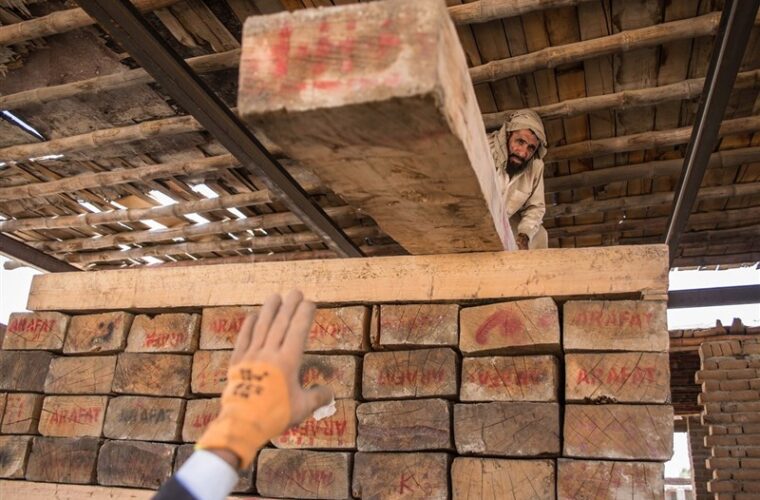 افزایش کشفیات قاچاق چوب در گیلان؛ ۸۹۳ پرونده تخلف در استان تشکیل شد