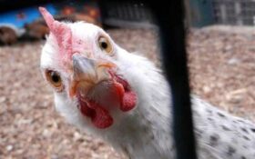 دستور استاندار گیلان برای جلوگیری از خروج غیرقانونی مرغ