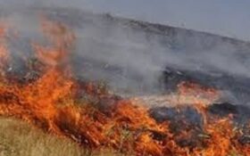 مهار آتش در ییلاقات شاندرمن/ ۱۰۰ هکتار جنگل در آتش سوخت