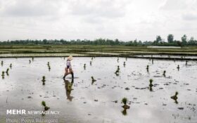 دوئل سخت ارقام اصلاح شده و بومی برنج/ آیا دولت حمایت می کند؟