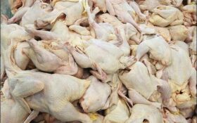 کشف ۱۵۰۰ کیلوگرم گوشت مرغ فاقد مجوز در رودسر