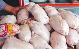 تلاش جهاد کشاورزی برای تأمین مرغ و گوشت شب عید/ ۲۱۰۰ تن مرغ منجمد در گیلان ذخیره‌سازی شد
