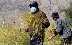 ارزش برنج گیلان برابر گندم ۲۰ استان کشور