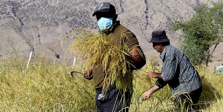 ارزش برنج گیلان برابر گندم ۲۰ استان کشور