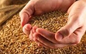 افزایش تولید بذرهای گواهی‌شده برنج در گیلان/ هاشمی بوجاری کیلویی ۱۷ هزار و ۷۰۰ تومان