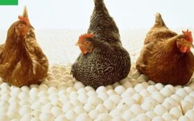رشد ۷ درصدی جوجه ریزی در گیلان/ هیچ‌گونه کمبود مرغی در استان وجود ندارد