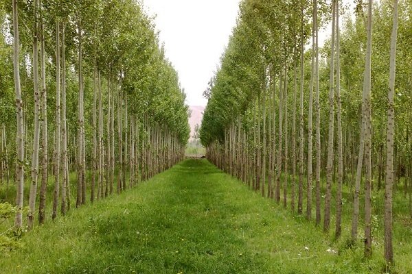 وجود ظرفیت ۱۰۰ هزار هکتاری زراعت چوب در گیلان