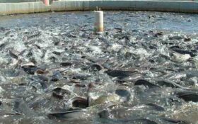 درآمد ۲۷۰‌میلیاردی حاصل از پرورش ماهیان سردآبی در گیلان