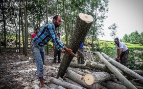 زراعت چوب طمع قاچاقچیان جنگل را کم می کند/ لزوم پرهیز از کاشت گونه های مهاجم