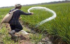 رنج برنج این بار به‌وقت گرانی کود شیمیایی/ کشاورزان شمال زانو غم گرفته‌اند