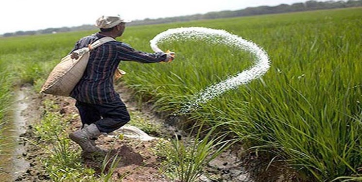 رنج برنج این بار به‌وقت گرانی کود شیمیایی/ کشاورزان شمال زانو غم گرفته‌اند