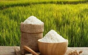 محبوبیت برنج گیلان در بازارهای کشورهای حاشیه خلیج فارس