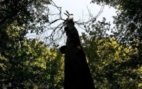 جنگل‌های هیرکانی در استان گیلان نیاز به ۲۰۰ قرقبان دارد/ احکامی که برای سودجویان بهره‌برداری از جنگل صادر می‌شود قدرت بازدارندگی لازم را ندارد