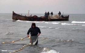 «کفال» بیشترین ماهی استخوانی صید شده توسط صیادان گیلانی/ ۶۰۰ تن صید شد