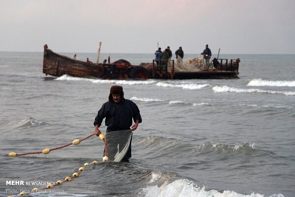 «کفال» بیشترین ماهی استخوانی صید شده توسط صیادان گیلانی/ ۶۰۰ تن صید شد