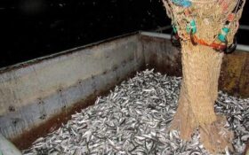 صید ماهی کیلکا از دریای خزر ممنوع شد