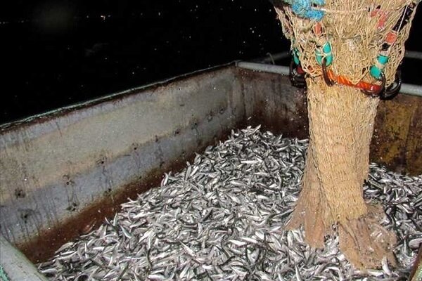 صید ماهی کیلکا از دریای خزر ممنوع شد