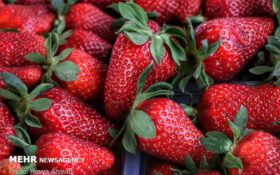 برداشت بیش از ۱۴۰۰ تن توت فرنگی در گیلان/ ۷۵۰ بهره بردار فعال هستند
