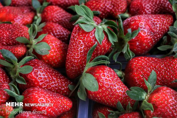 برداشت بیش از ۱۴۰۰ تن توت فرنگی در گیلان/ ۷۵۰ بهره بردار فعال هستند