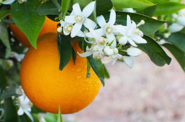 عطر بهشت در باغ های بهار نارنج گیلان