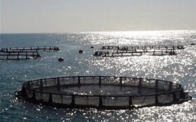 قفس‌های پرورش ماهی گیلان به ۲۰ قفس افزایش پیدا می‌کند