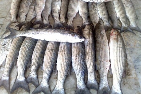 تولید بالغ بر ۴۲ هزار تن ماهی گرمابی در مزارع گیلان