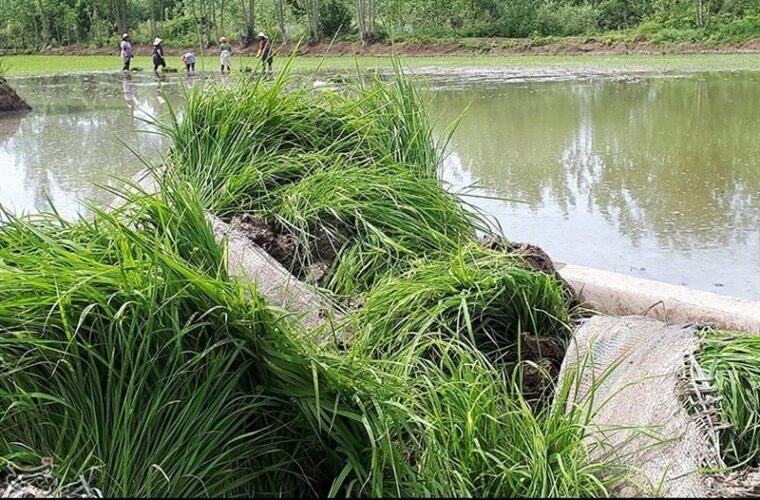گلایه‌مندی شالیکاران لاهیجانی از کمبود آب زراعی؛ مسئولان اهتمامی برای حل مشکل ندارند