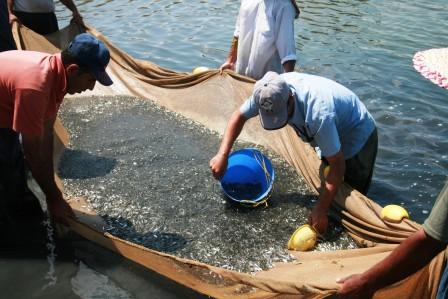 تلاش مراکز بازسازی شیلات برای پرورش بچه ماهی؛ رهاسازی آغاز شد