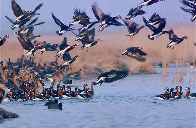 ممنوعیت شکار پرندگان مهاجر/ هیچ پروانه شکاری در گیلان صادر نشده است