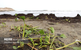 گزارش تصویری/ جلوه گری نابودگر ارغوانی تالاب ها در ساحل خزر