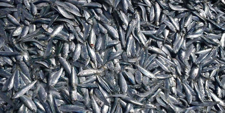افزایش ۴۷ درصدی صید ماهی کلیکا در گیلان