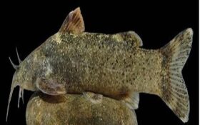 کشف و ثبت جهانی گونه جدید ماهی به نام «علی دایی»!