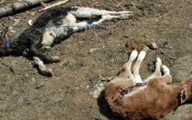 جزئیات تلفات ۱۸۰ رأس گوسفند دامدار لوشانی تشریح شد