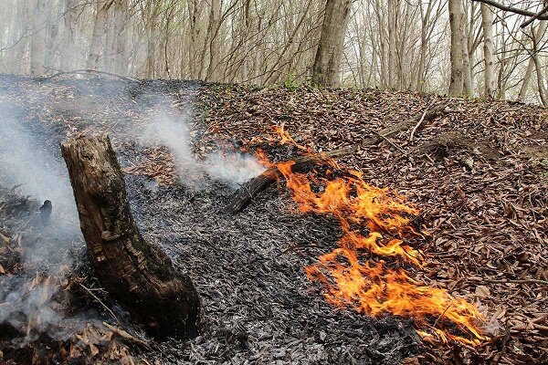 افزایش ۱۵ درجه ای دمای گیلان با وزش باد گرم/ خطر گسترش آتش در جنگل ها