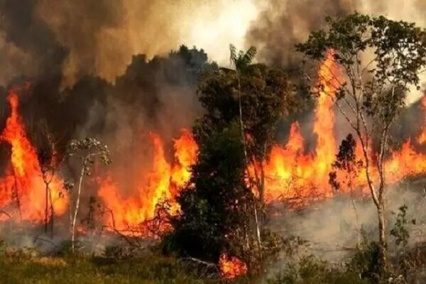 آتش سوزی در جنگل های ۲ شهرستان گیلان/ حریق مهار شد