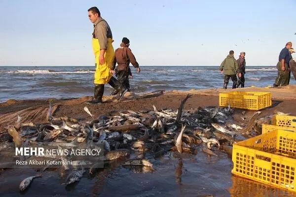 افزایش ۳۹ درصدی صید ماهیان استخوانی در خزر/ ۵۴۴ تن ماهی صید شد