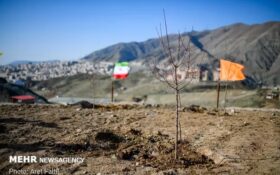 توزیع و غرس ۲.۵ میلیون اصله نهال در استان گیلان