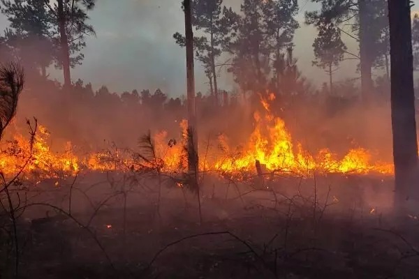 مهار آتش سوزی در جنگل های گیلان/ ۳ شهرستان بیشترین حریق را داشت