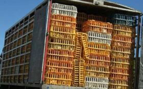 کشف ۱۳۵۰ قطعه مرغ زنده بدون مجوز حمل در جاده رشت- رودبار