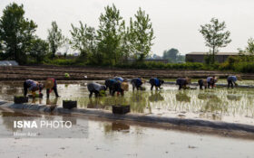 چشم امید کشاورزان بزرگترین شهرستان برنج خیز کشور به حمایت دولت