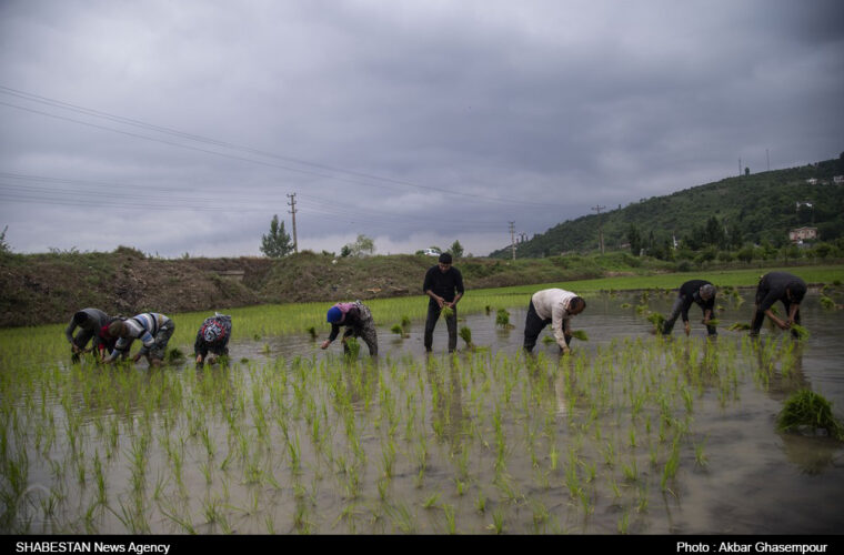 اجرای کشت قراردادی برنج/ استفاده اراضی بلااستفاده برای تولید در بخش کشاورزی