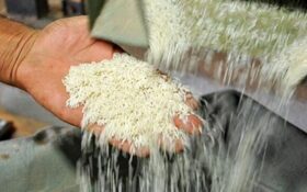 برنج حکم طلا گرفت/ نبض بازار در دست دلال‌ها