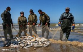 افزایش ۷ درصدی صید ماهیان استخوانی از خزر/ ۱۲۹۱ تن ماهی صید شد