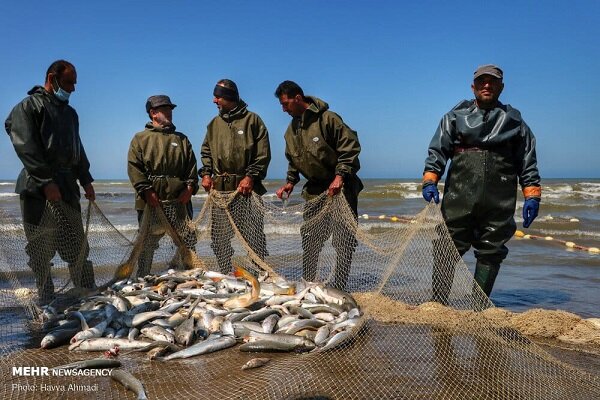 افزایش ۷ درصدی صید ماهیان استخوانی از خزر/ ۱۲۹۱ تن ماهی صید شد
