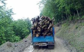 ۴۳ درصد پرونده های قاچاق در تعزیرات حکومتی گیلان مربوط به چوب است