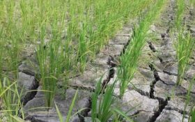 کشاورز دغدغه تامین آب دارد/ آب منطقه‌ای گیلان: مشکل آب نداریم