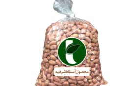 آستانه اشرفیه، قطب تولید “بادام” در گیلان/ پیش بینی برداشت بیش از ۱۱ هزار تُن بادام زمینی در استان