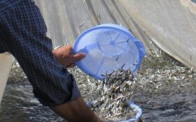 رهاسازی ۱۳۰ میلیون قطعه بچه ماهی استخوانی در منابع آب های طبیعی گیلان