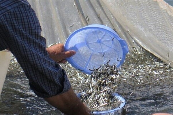 رهاسازی ۱۳۰ میلیون قطعه بچه ماهی استخوانی در منابع آب های طبیعی گیلان